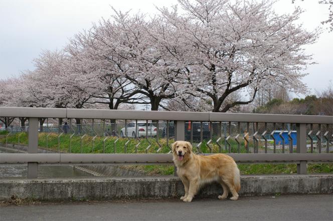 クリックで大きな画像に