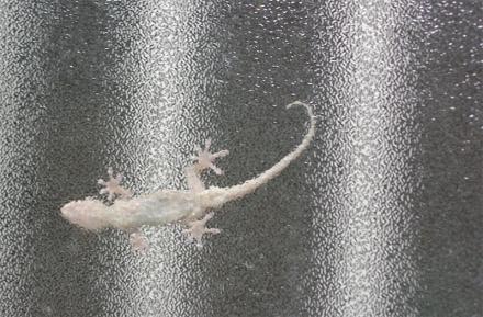 クリックで大きな画像に