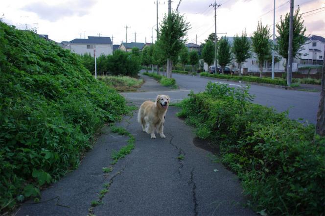 クリックで大きな画像に