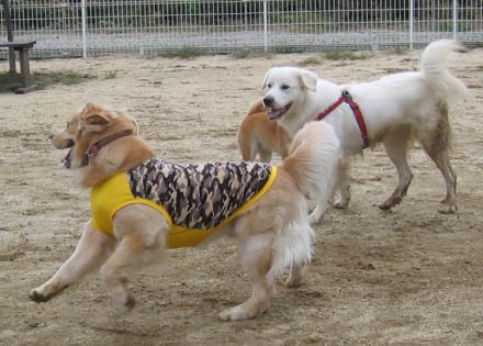 クリックで大きな画像に