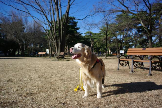 クリックで大きな画像に