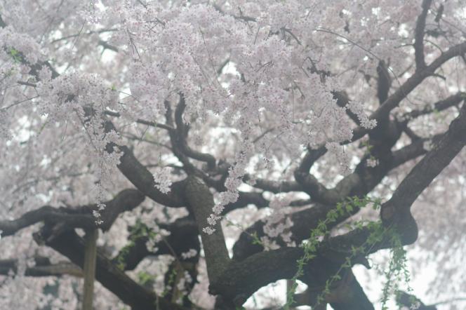 クリックで大きな画像に