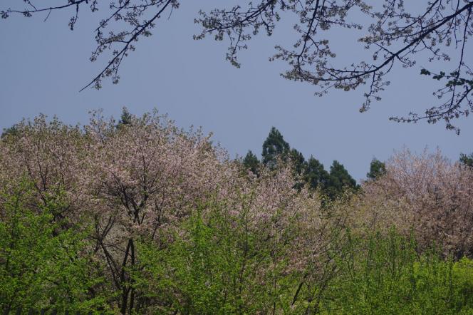 クリックで大きな画像に