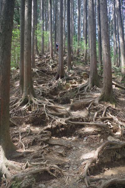 クリックで大きな画像に