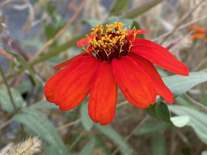 クリックで大きな画像に