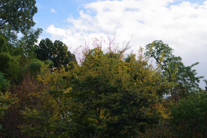 クリックで大きな画像に