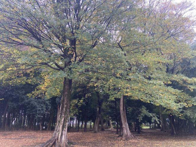 クリックで大きな画像に