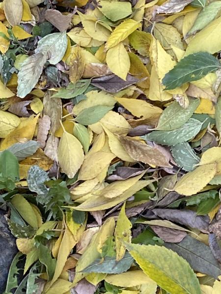 クリックで大きな画像に