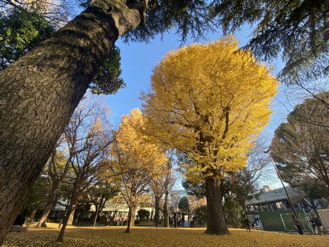 クリックで大きな画像に