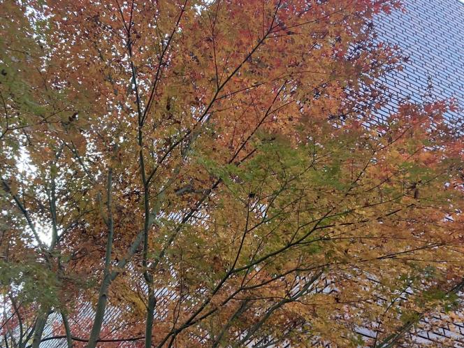 クリックで大きな画像に