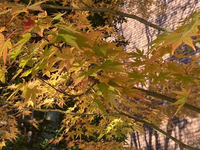 クリックで大きな画像に