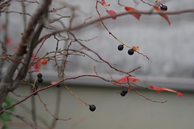 クリックで大きな画像に