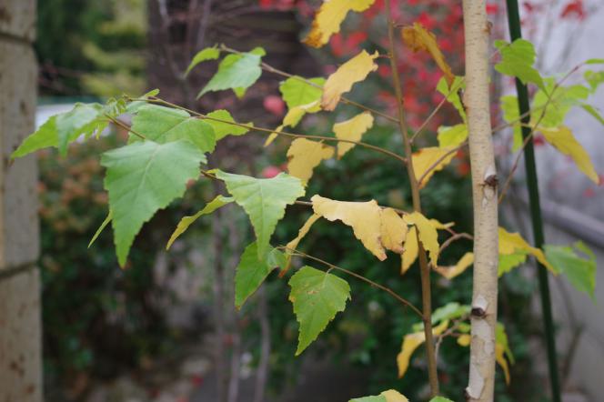 クリックで大きな画像に