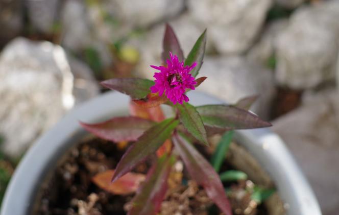 クリックで大きな画像に