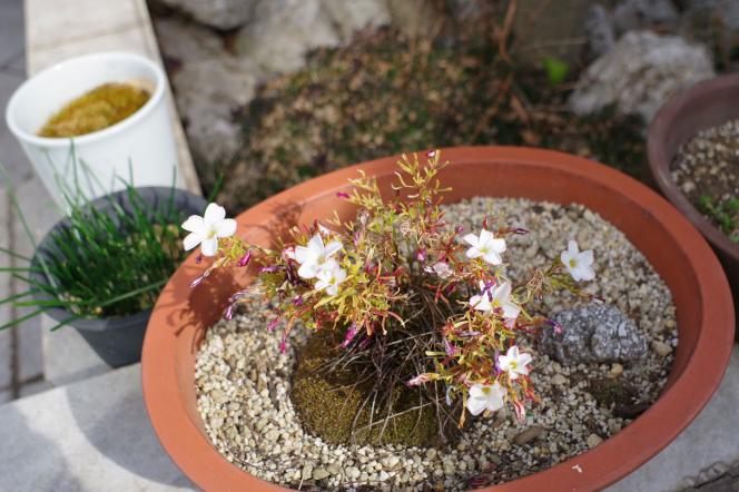 クリックで大きな画像に