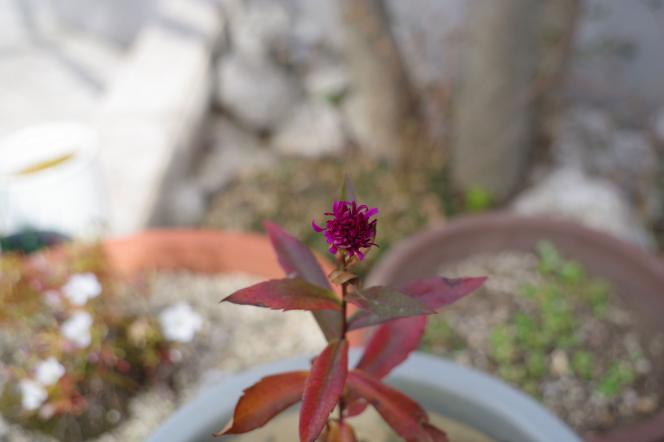 クリックで大きな画像に