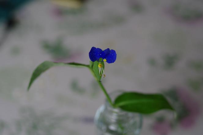クリックで大きな画像に