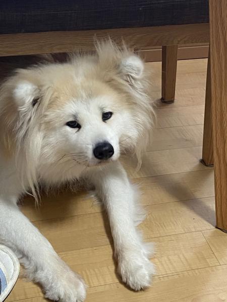 クリックで大きな画像に